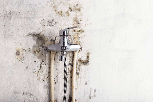 Best Mold Removal Near Me  in Tonto Basin, AZ