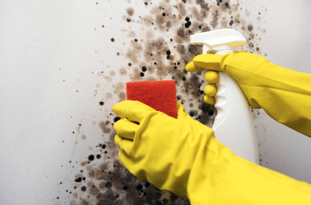Best Mold Cleaning Services  in Tonto Basin, AZ