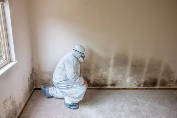 Best Mold Removal Specialists  in Tonto Basin, AZ